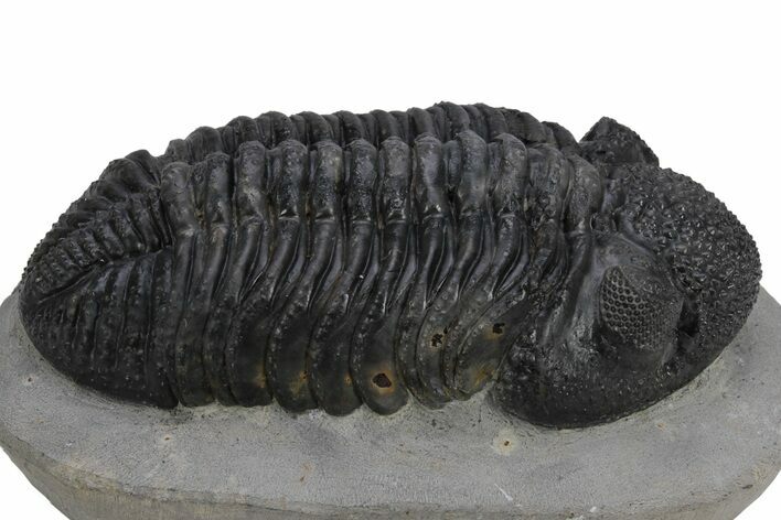 Large Phacopid (Drotops) Trilobite - Mrakib, Morocco #235699